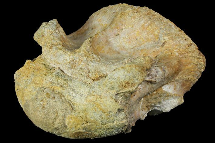 Fossil Theropod (Spinosaurus?) Sacral Vertebra - Kem Kem Beds #153492